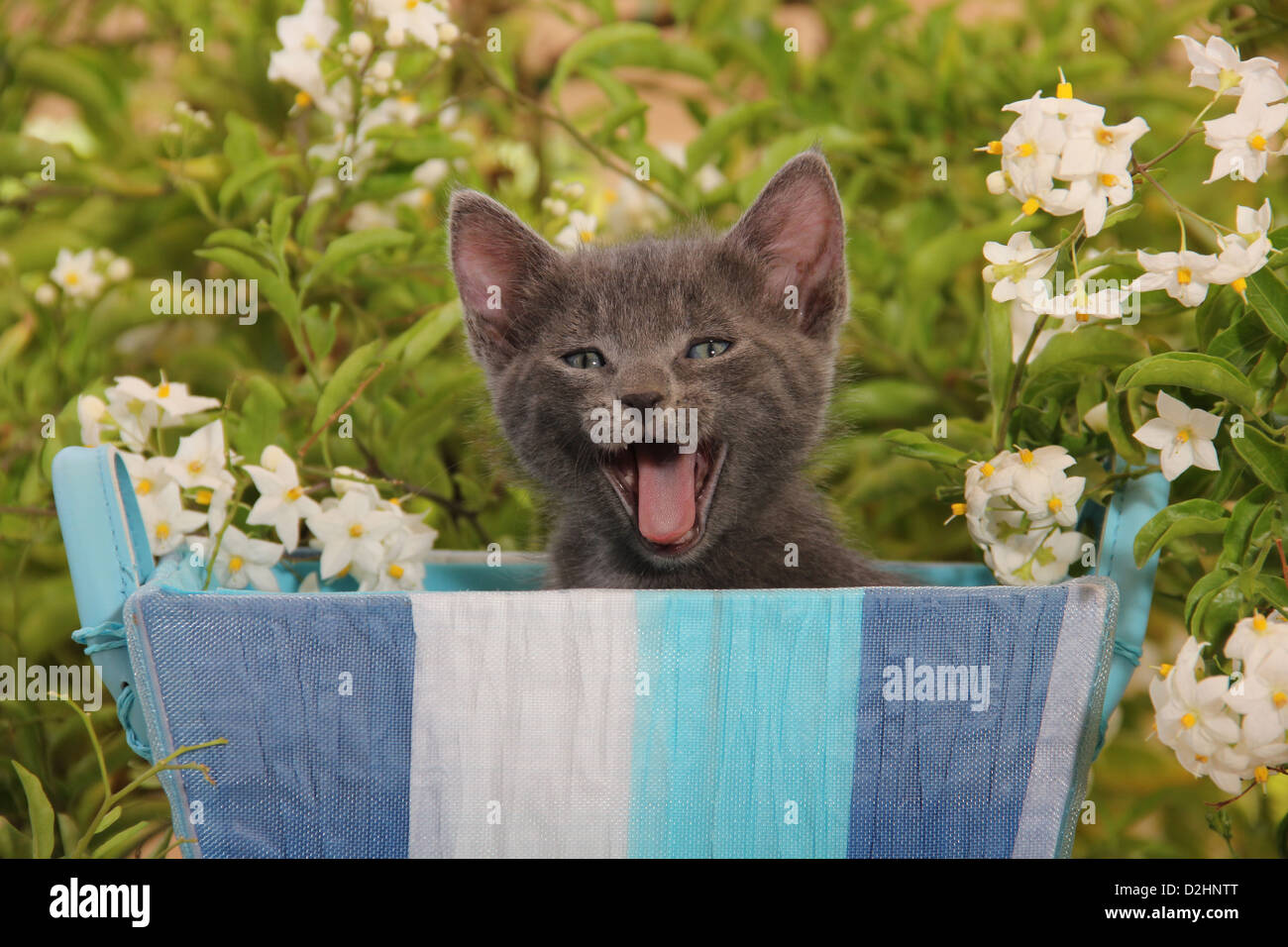 Hauskatze. Gähnende Kätzchen (43 Tage alt) in einem blauen Korb mit einer Blüte blaue Kartoffel Bush im Hintergrund Stockfoto