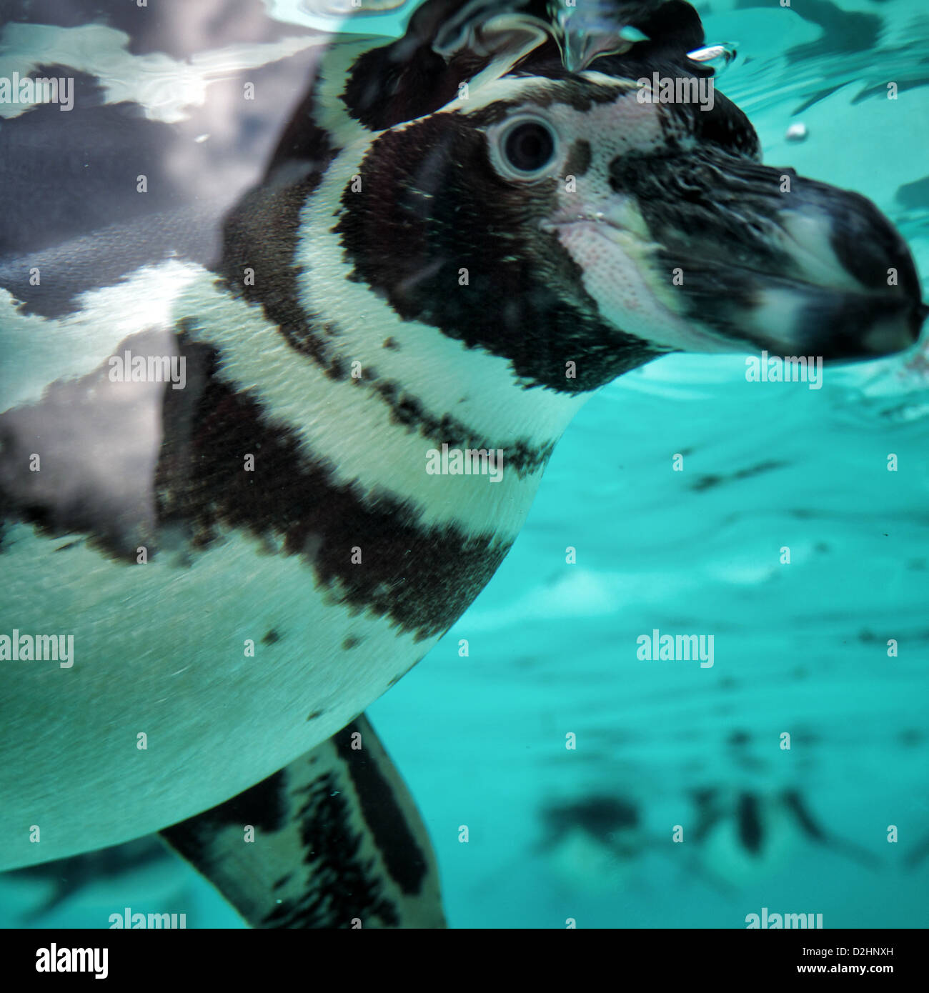 Nahaufnahme der Humboldt-Pinguin schwimmen Stockfoto