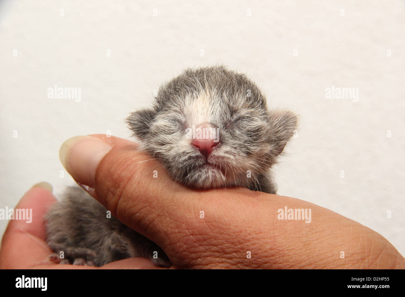 Hauskatze. Neugeborenes Kätzchen (1 Tag alt) in einer hand Stockfoto