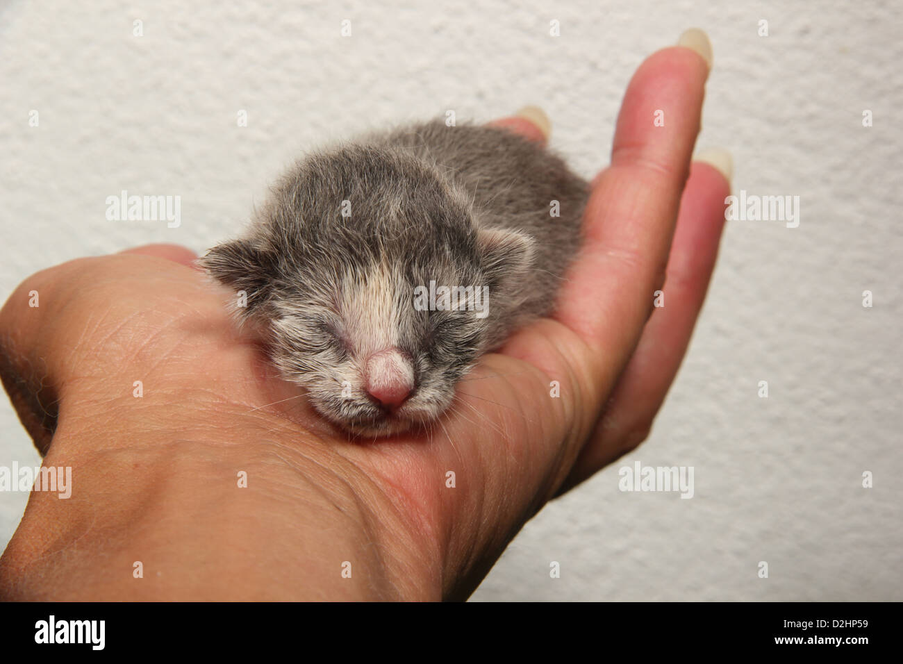 Hauskatze. Neugeborenes Kätzchen (1 Tag alt) in einer hand Stockfoto