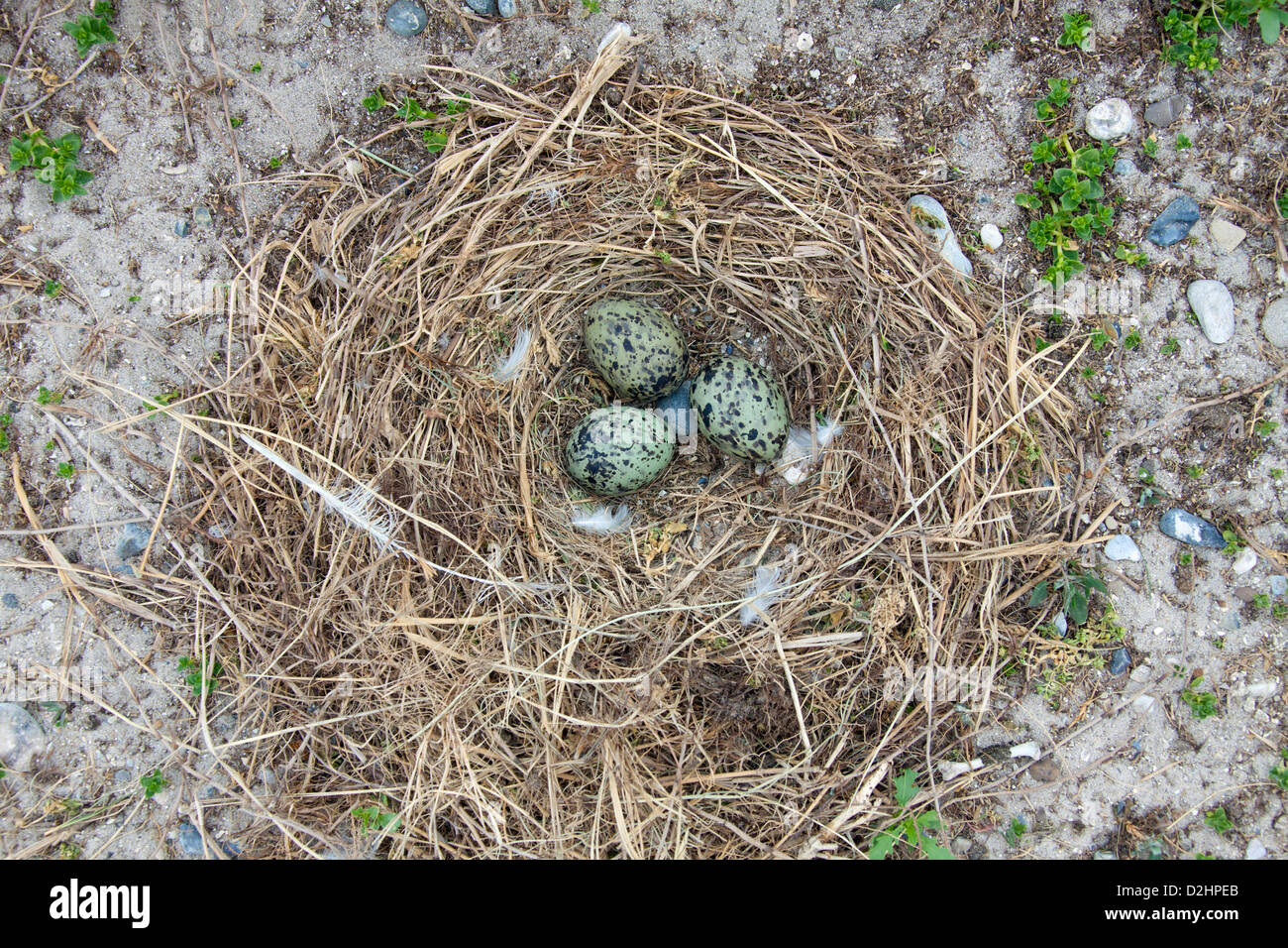 Geringerem Black-backed Gull (Larus Fuscus). Drei Eiern im nest Stockfoto