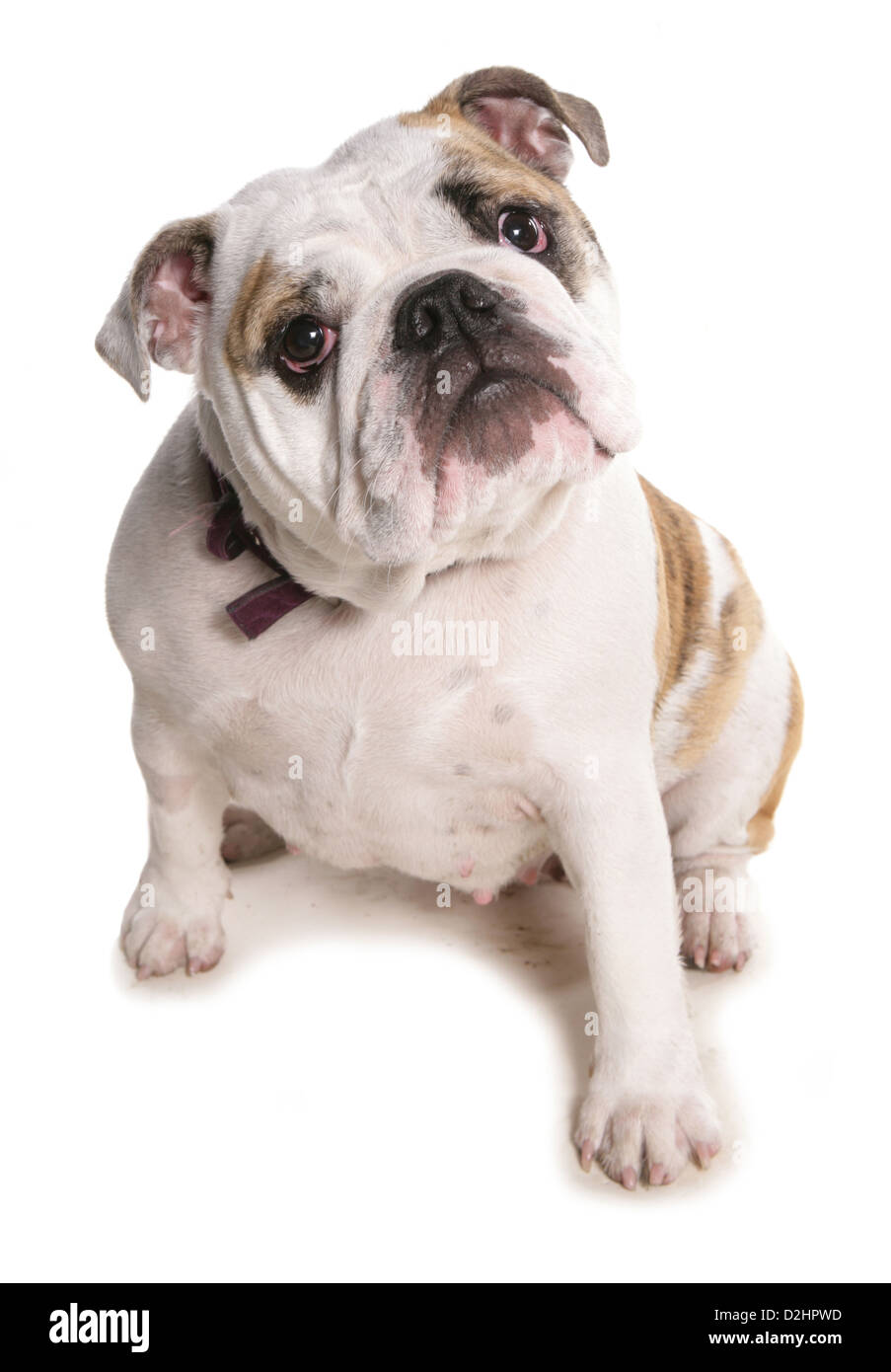 Englische Bulldogge. Einzelne Erwachsene Hündin sitzen. Studio Bild vor einem weißen Hintergrund Stockfoto