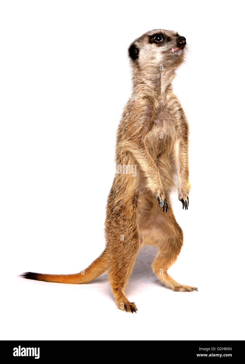 Suricate, Slender-tailed Erdmännchen (Suricata Suricata). Einzelne stehend. Studio Bild vor einem weißen Hintergrund Stockfoto