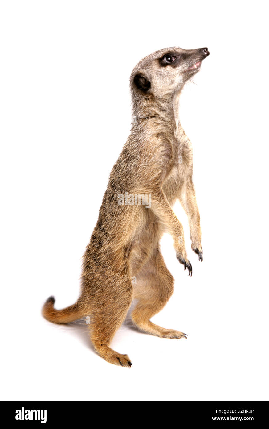 Suricate, Slender-tailed Erdmännchen (Suricata Suricata). Einzelne stehend. Studio Bild vor einem weißen Hintergrund Stockfoto