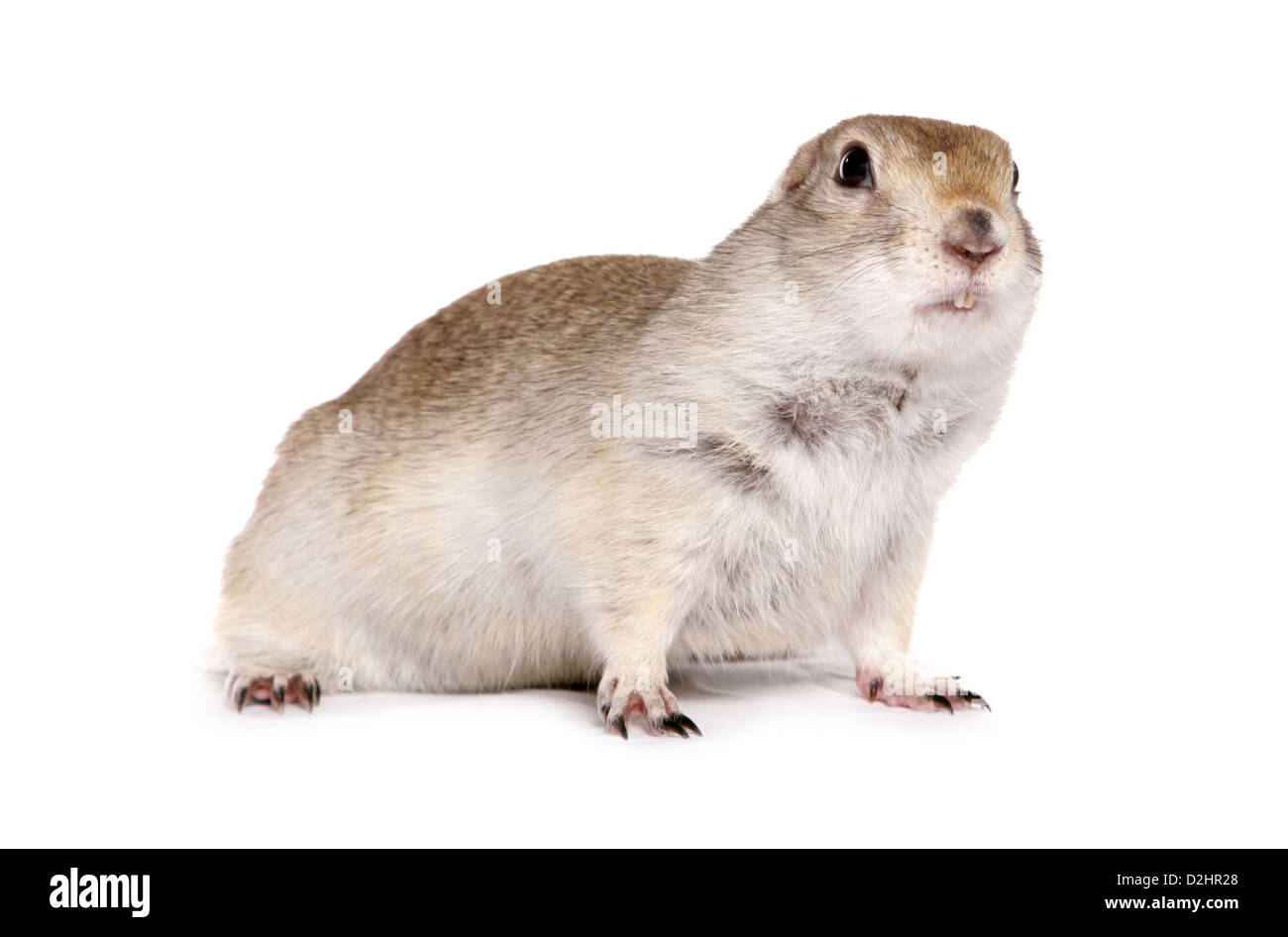 Richardsons Ziesel (Spermophilus Richardsonii), einzelne Erwachsene. Studio Bild vor einem weißen Hintergrund Stockfoto