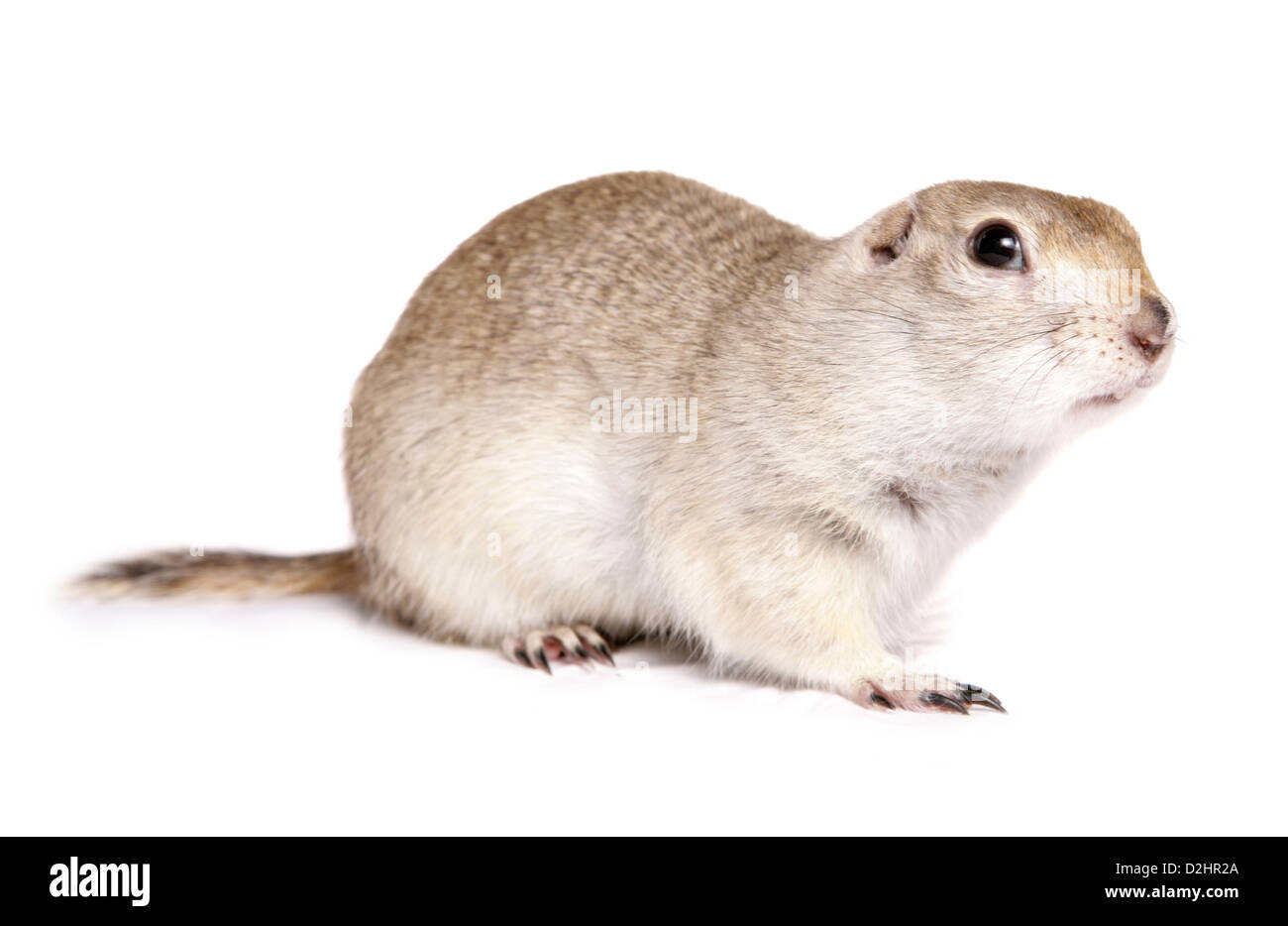Richardsons Ziesel (Spermophilus Richardsonii), einzelne Erwachsene. Studio Bild vor einem weißen Hintergrund Stockfoto