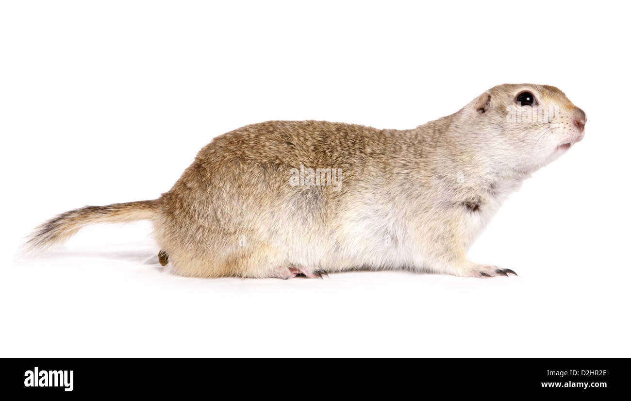 Richardsons Ziesel (Spermophilus Richardsonii), einmalige Erwachsener, gesehene Seite. Studio Bild vor einem weißen Hintergrund Stockfoto