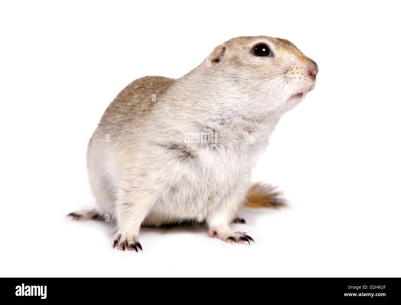 Richardsons Ziesel (Spermophilus Richardsonii), einzelne Erwachsene. Studio Bild vor einem weißen Hintergrund Stockfoto
