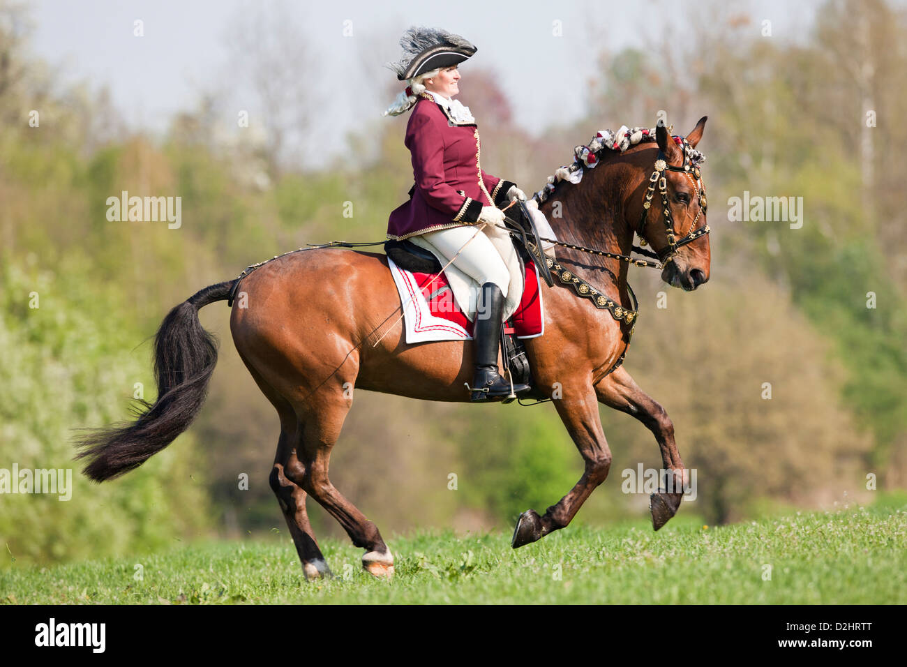 Bucht Lipizzaner Pferd Maestoso mit Reiter in barocken Kostümen im Galopp auf einer Wiese Stockfoto