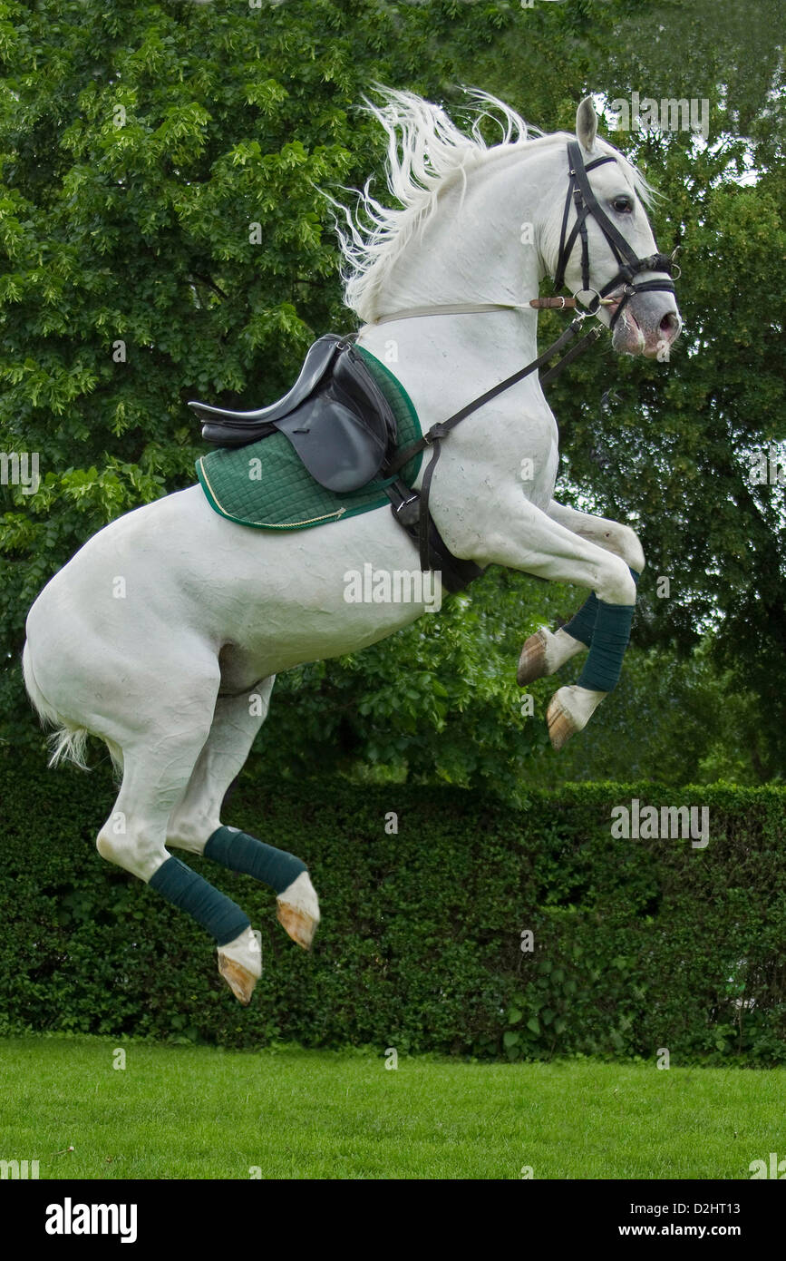 Lipizzaner Pferde. Hengst Slavina Durchführung einer capriole Stockfoto