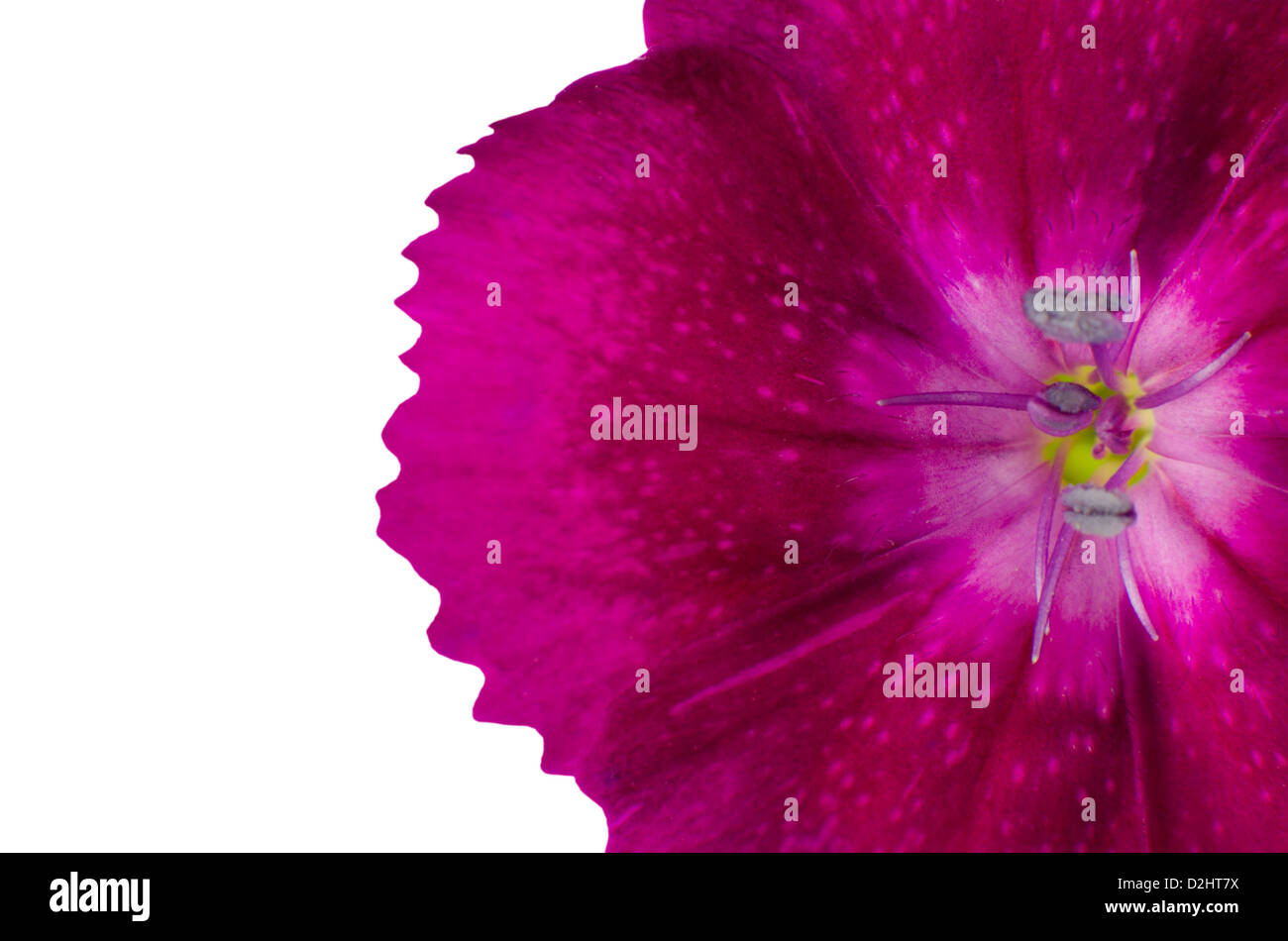 Teil lila Diathus Blüte, Isolated on White Background Stockfoto
