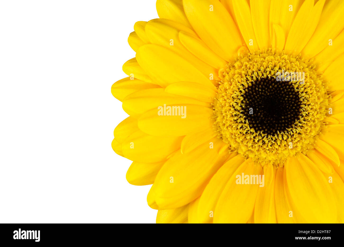 Gelbe Ringelblume Blume Teil isoliert auf weißem Hintergrund Stockfoto