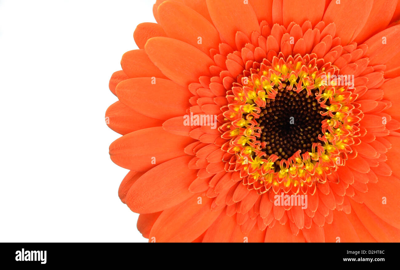 Orange Gerbera Blume Teil isoliert auf weißem Hintergrund Stockfoto