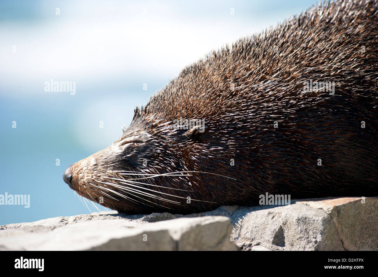 New Zealand Seebär (Arctocephalus Forsteri), Kaikoura, Neuseeland Stockfoto