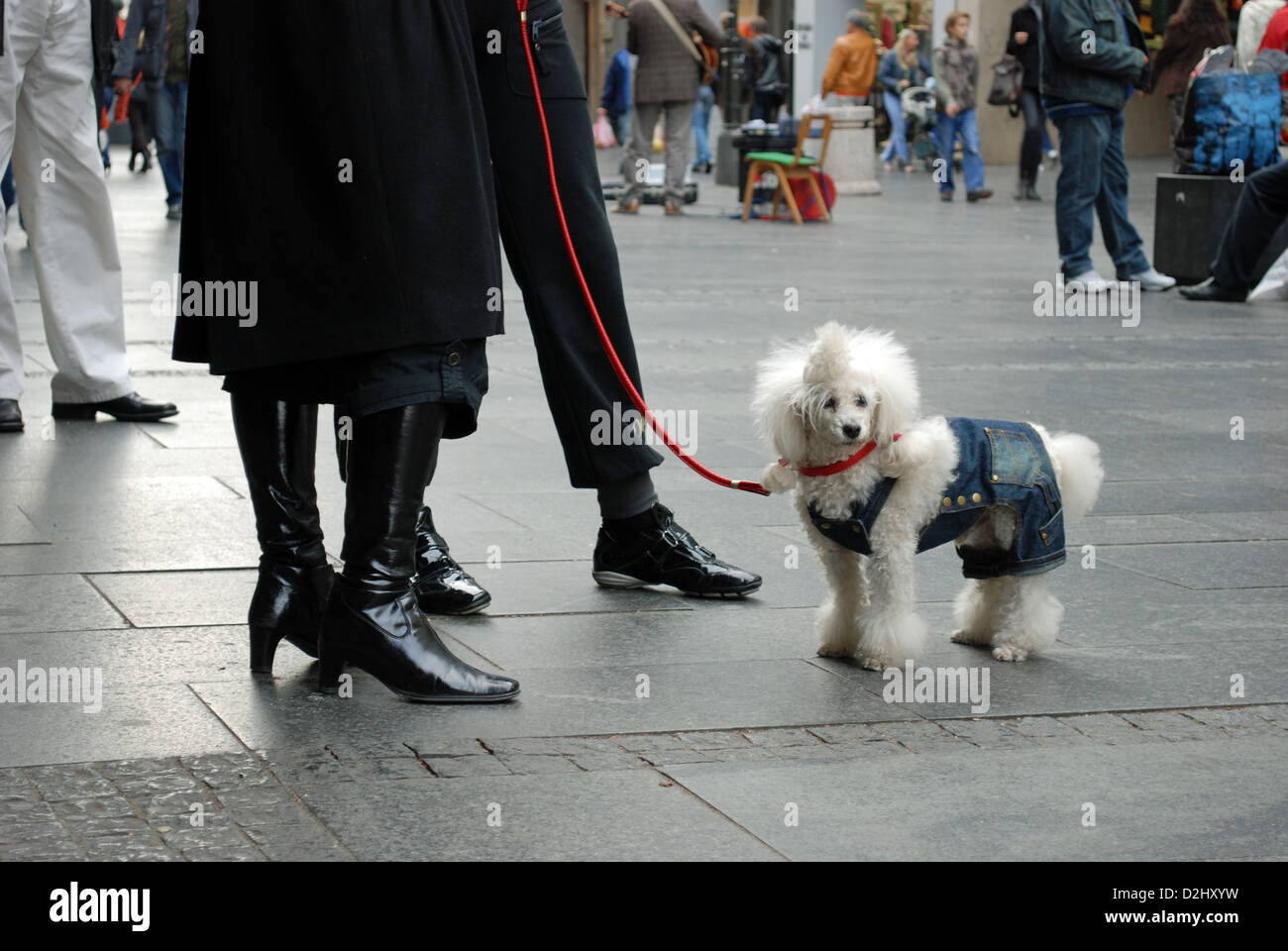 Ein Pudel in einem Designer Wintermantel steht mit seinem Besitzer in modischen Knez Mihailova Straße in Belgrad. Stockfoto