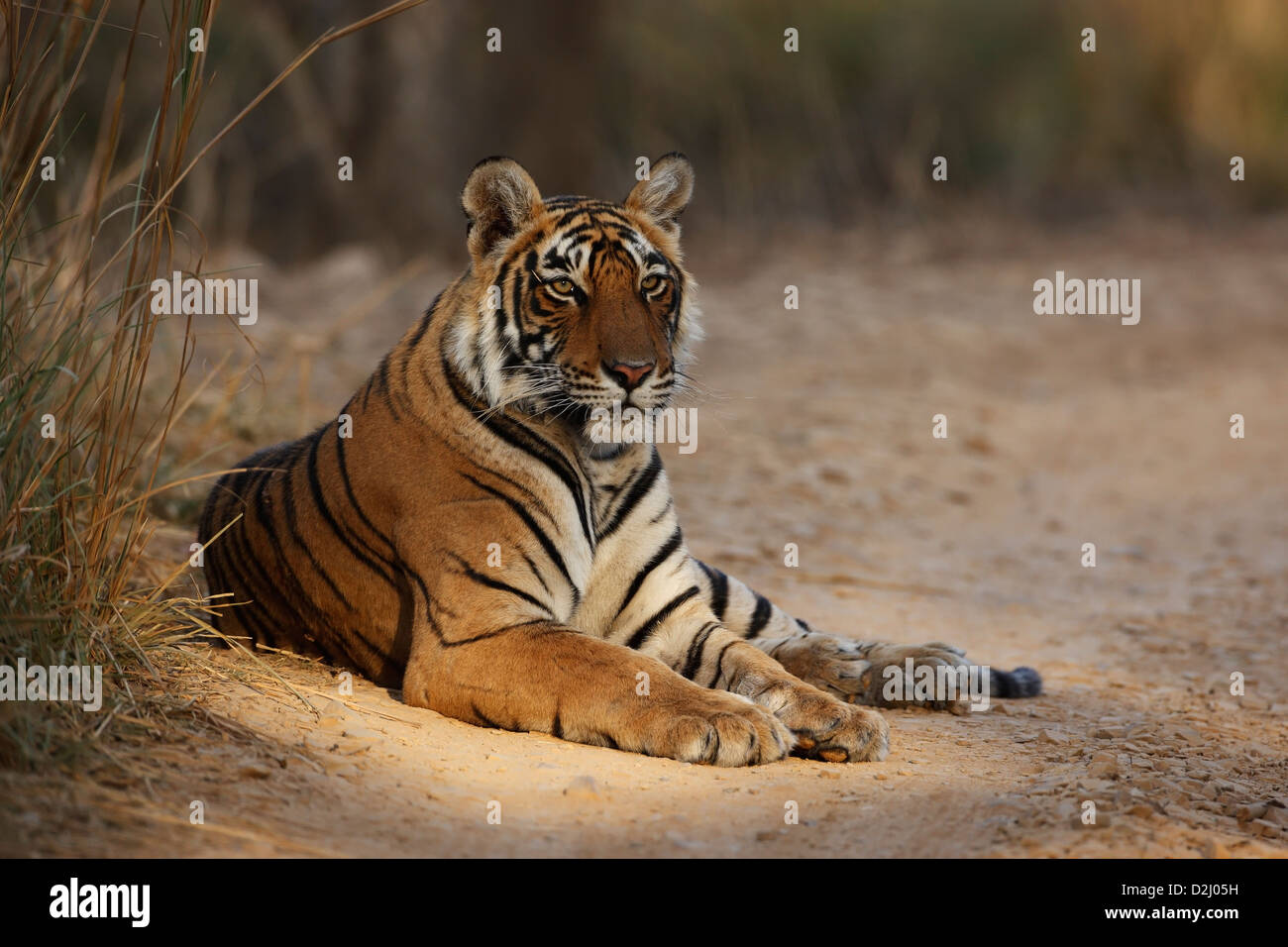 Wilder bengalischer Tiger, Panthera tigris, liegt auf der Strecke, Ranthambore-Nationalpark, Indien Stockfoto