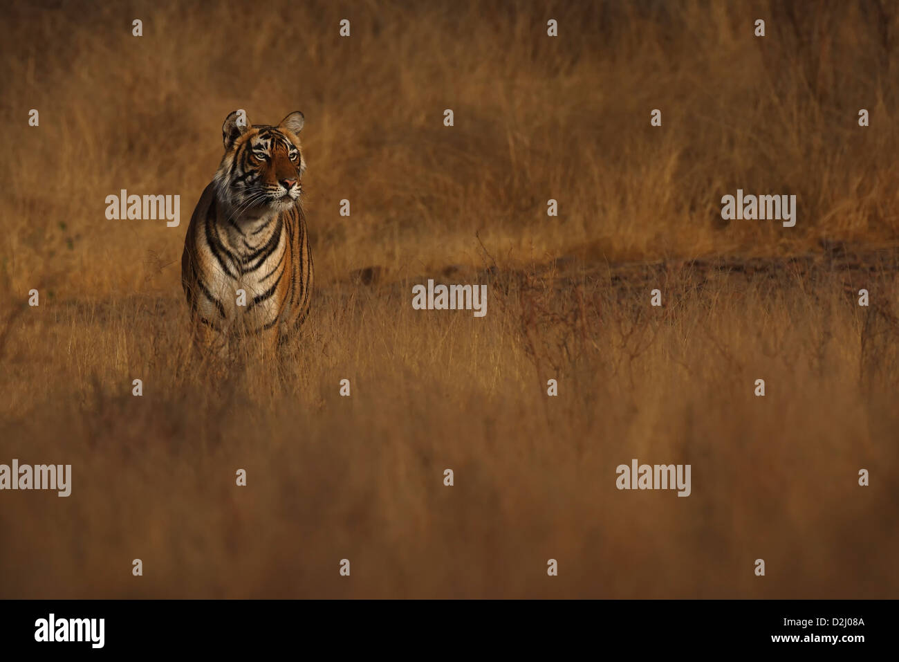 Wilder bengalischer Tiger, Panthera tigris, steht auf offenem Grasland, Ranthambore-Nationalpark, Indien Stockfoto