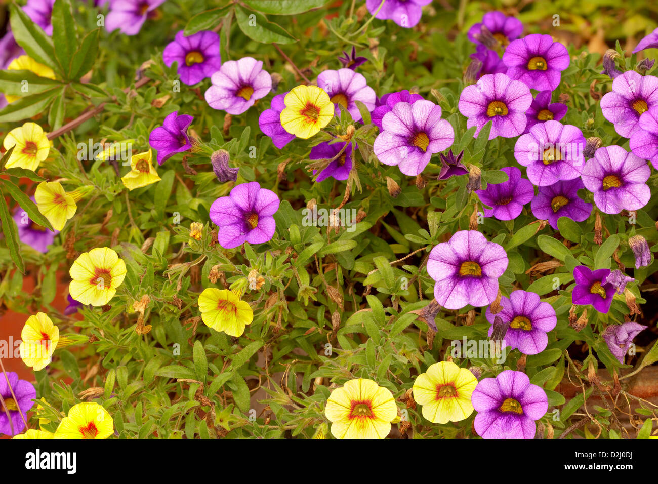 Calibrachoa (Million Bells) Blumen im Garten - Herbst. Verwelkte Blumen. Adobe RGB. DFF-Bild Stockfoto