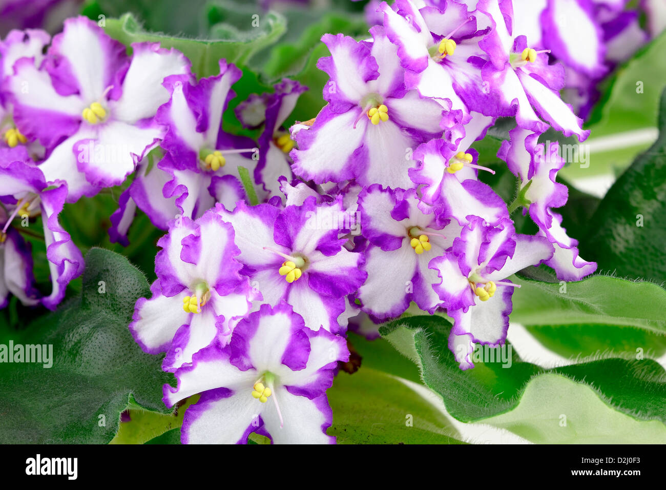 African Violet, Saintpaulia Ionantha, Saintpaulia. Adobe RGB. DFF-Bild Stockfoto