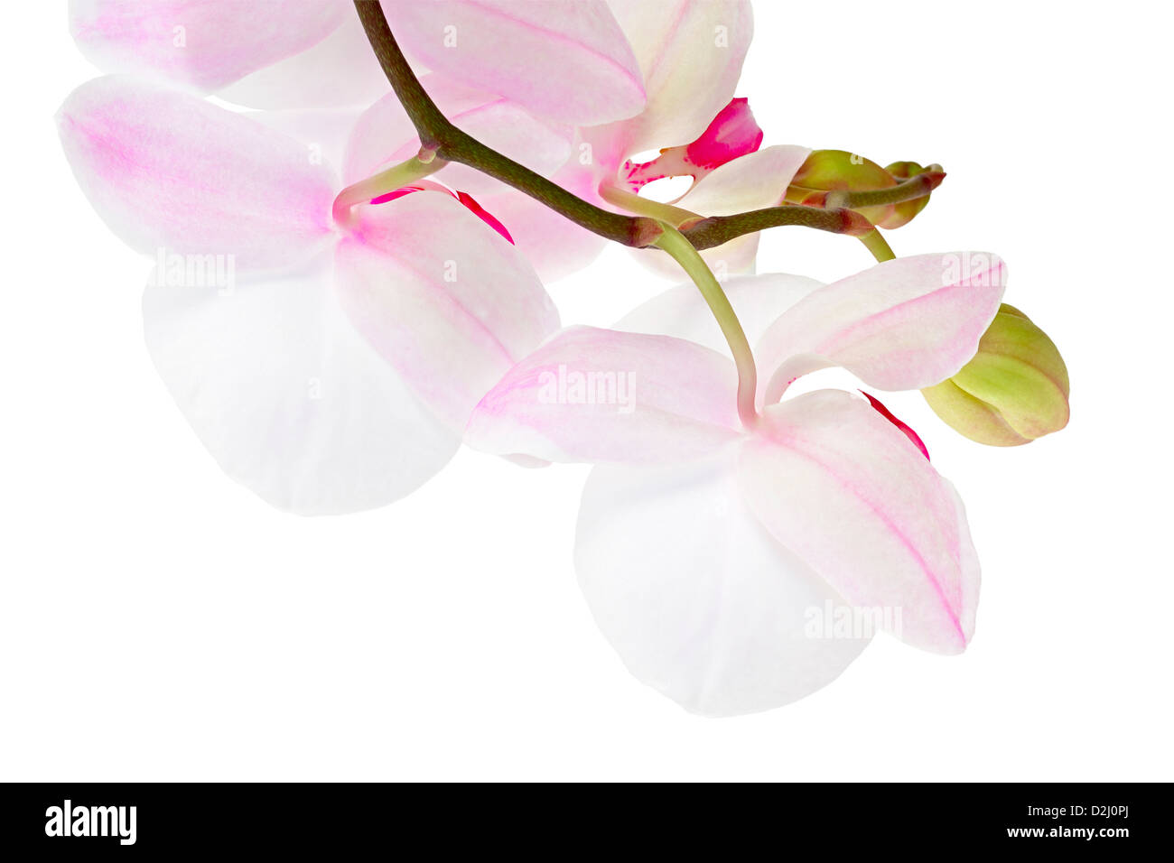 Weiße Orchidee (Orchis) auf weißem Hintergrund. Isoliert mit Beschneidungspfad. Adobe RGB. DFF-Bild Stockfoto
