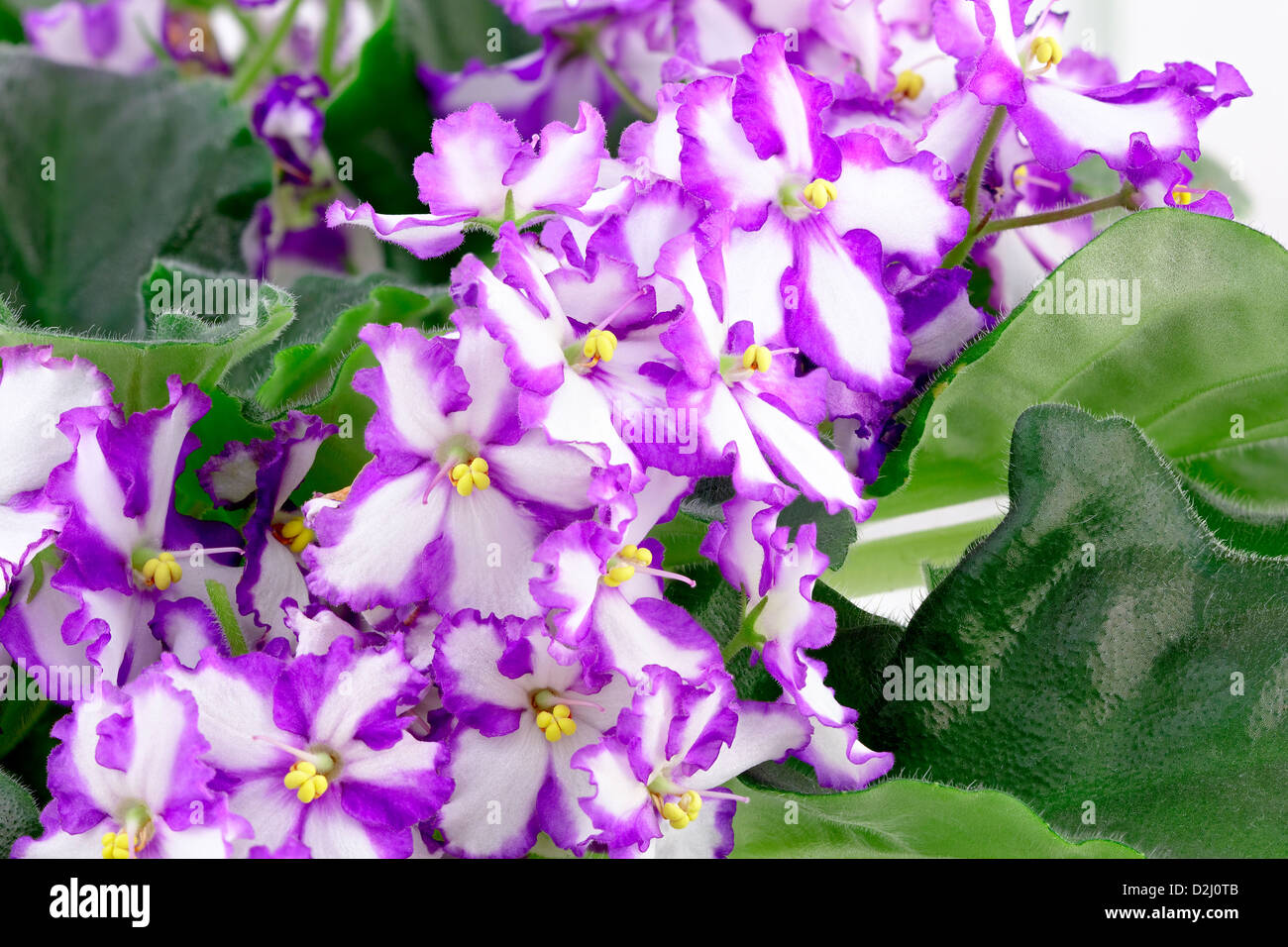 African Violet, Saintpaulia Ionantha, Saintpaulia. Adobe RGB. DFF-Bild Stockfoto
