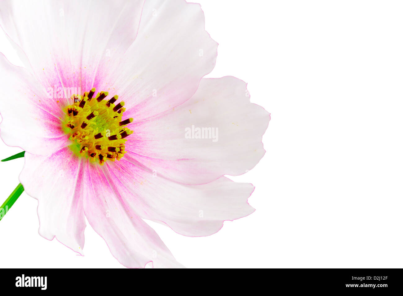 Kosmos-Blume auf weißem Hintergrund. Isoliert mit Beschneidungspfad. Adobe RGB. DFF-Bild Stockfoto