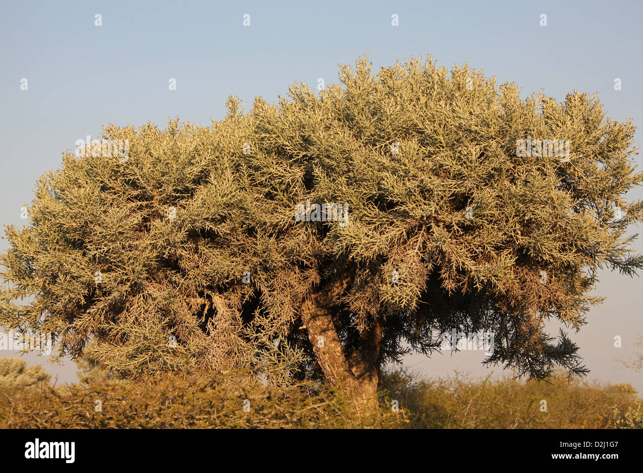 Silber-Dickicht, einem madagassischen stacheligen Wald Baum, Euphorbia Stenoclada, Euphorbiaceae. Anakao, Süd-Madagaskar, Afrika. Stockfoto