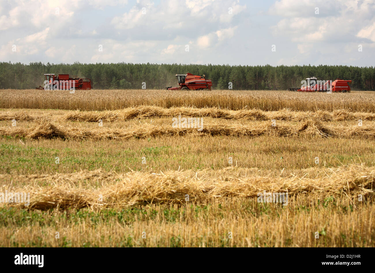 Babcy, Weißrussland, Mähdrescher einer Kolchose in der Getreideernte Stockfoto