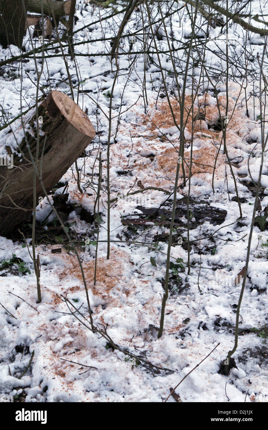 Baumstumpf im tief verschneiten Wald in England abgesägt. Stockfoto