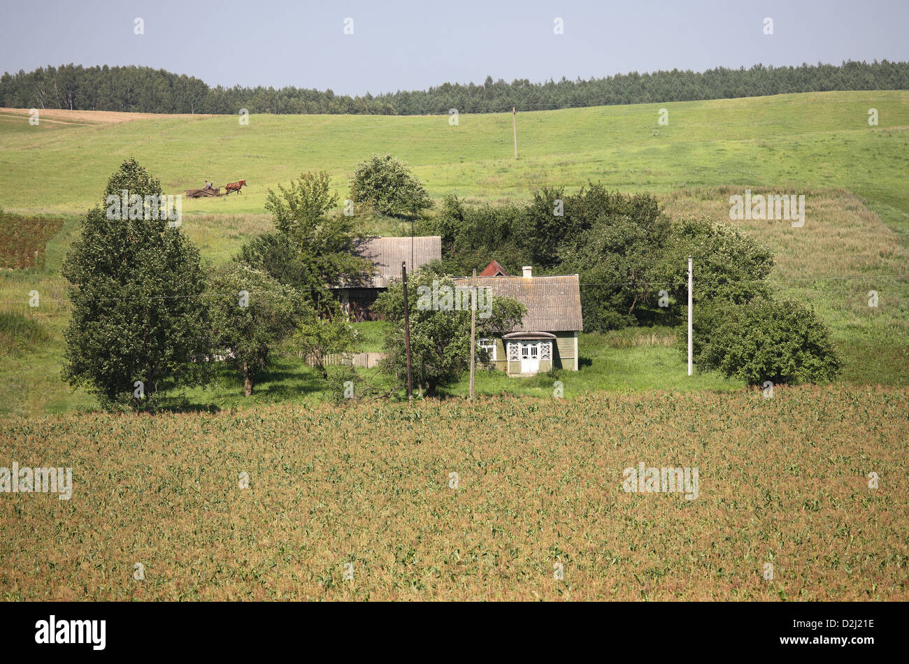 Koniuchy, Belarus, Bauernhof und Mais-Feld in dem traditionellen Gebiet der Minderheit Pol. Stockfoto