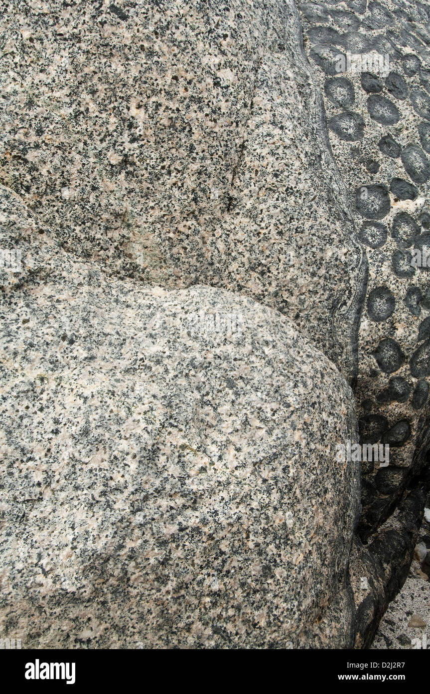 Ausläufer des endständigen Granit - Detail. Orbicular Granite Naturschutzgebiet, 15km nördlich von Caldera, Chile, Südamerika. Stockfoto