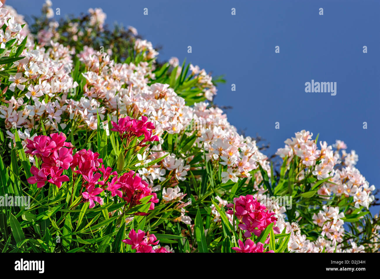 Weißer und rosafarbener Oleander Blüten Stockfoto
