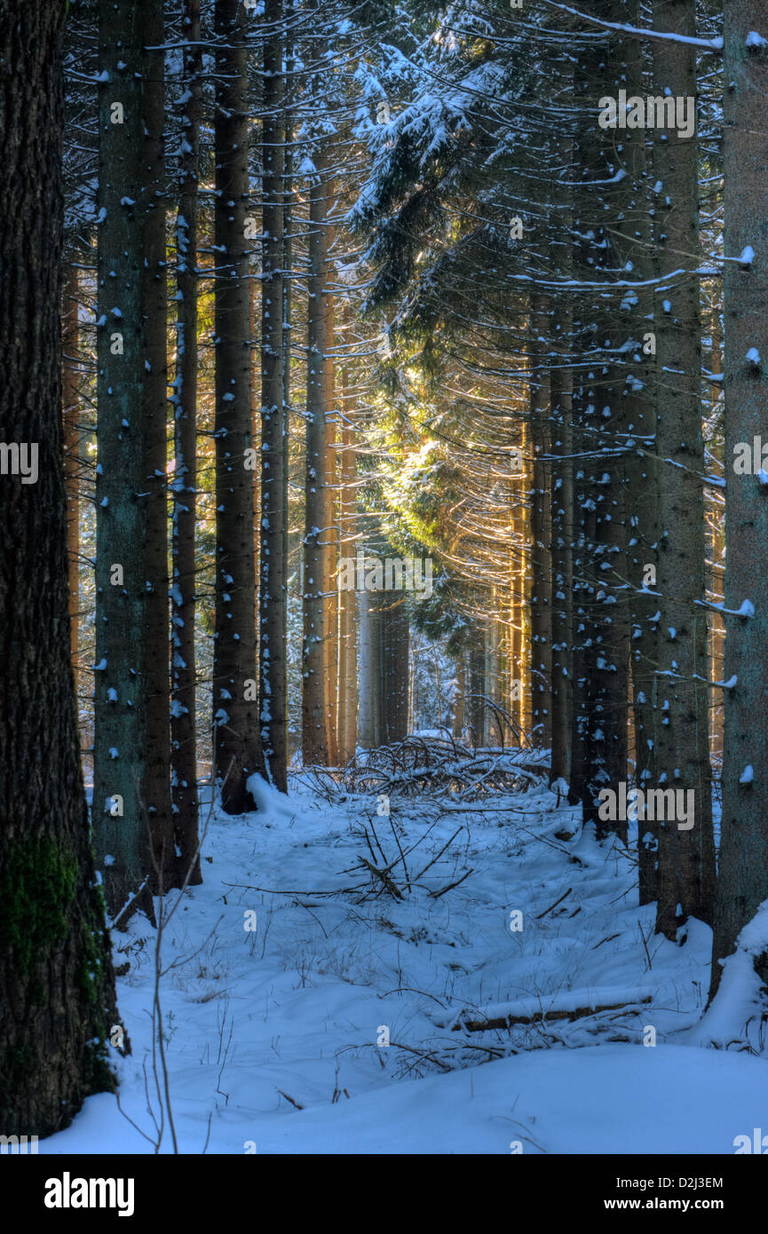 Sonnenuntergang in einem verschneiten Wald, Lichtpunkte und Baum Schatten auf dem Schnee Stockfoto