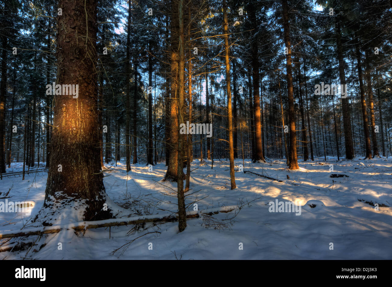 Sonnenuntergang in einem verschneiten Wald, Lichtpunkte und Baum Schatten auf dem Schnee Stockfoto
