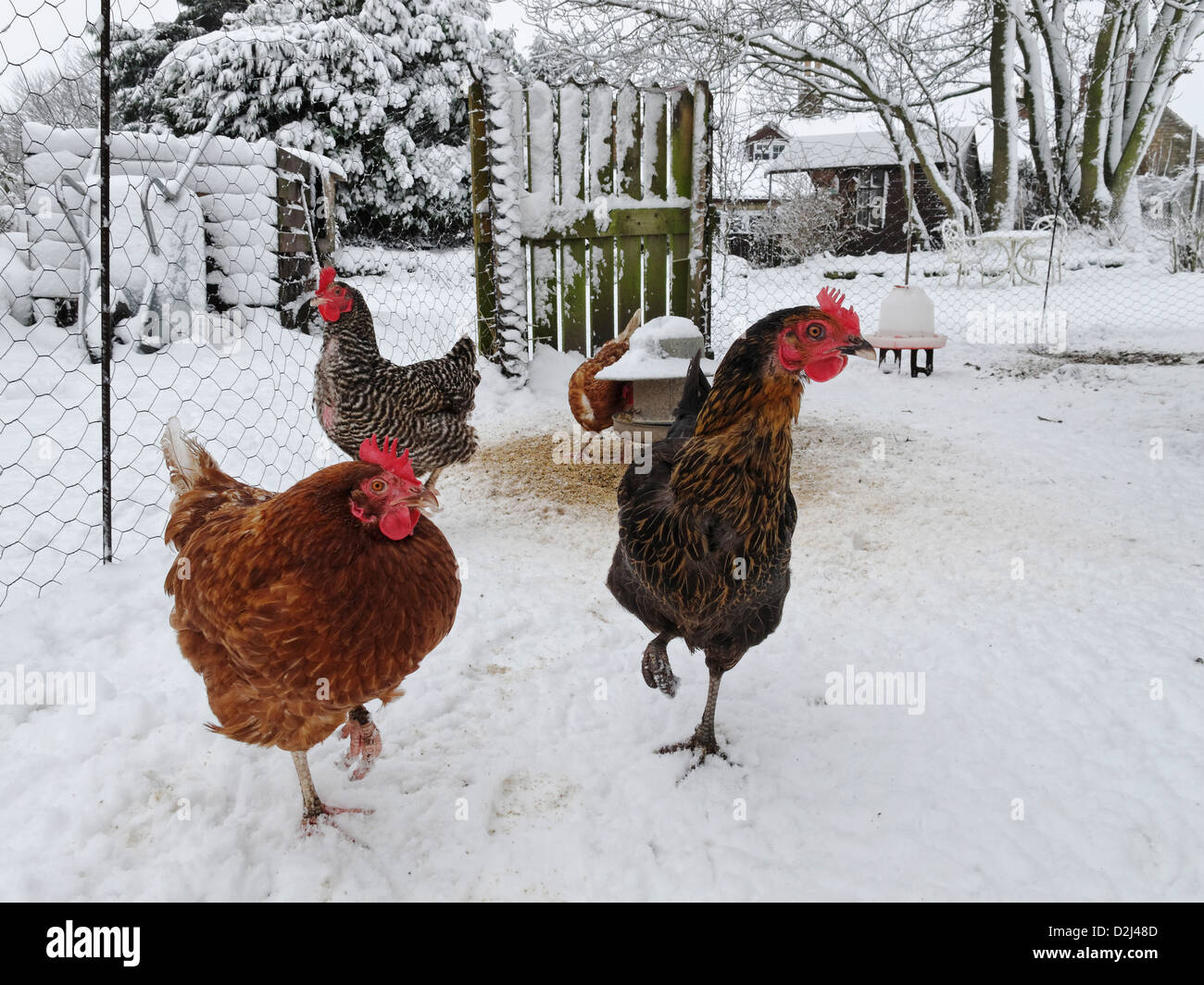 Hühner im Schnee. Lincolnshire, England. Stockfoto