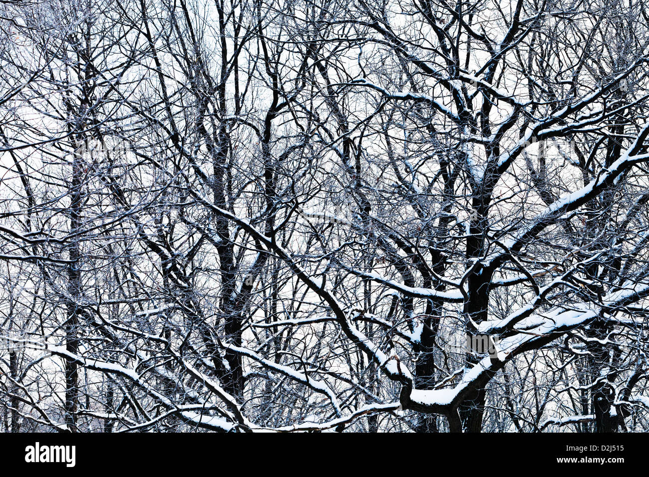 düsteren Eiche Zweige unter Schnee im Winterwald Stockfoto