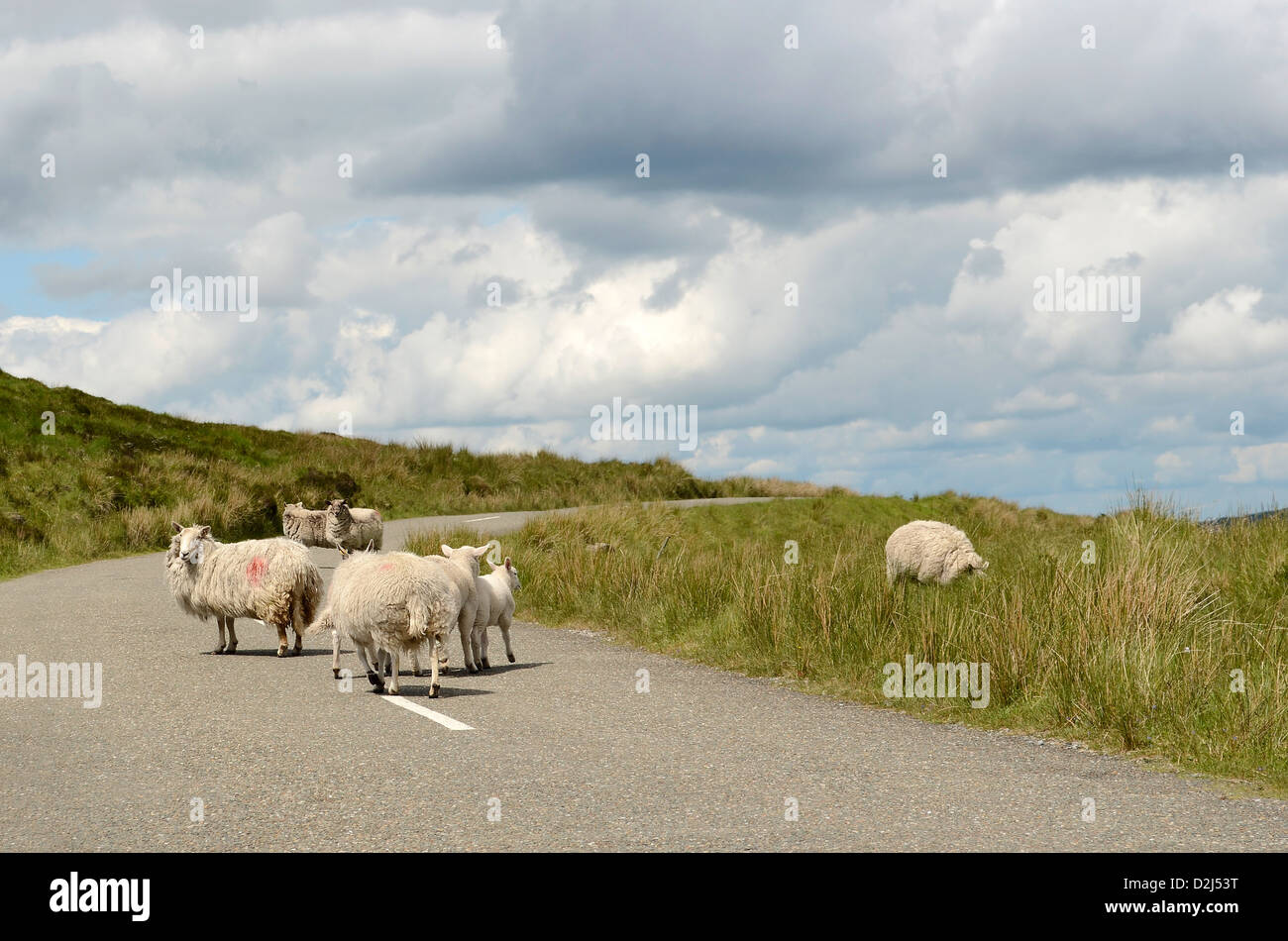 Schafe mitten auf der Straße in den Wicklow Mountains in Irland. Stockfoto