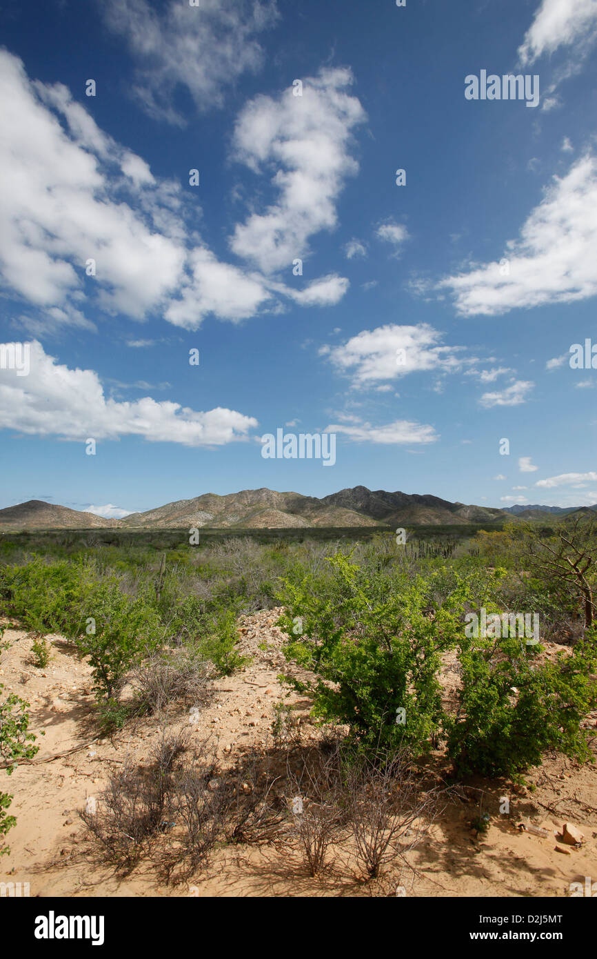 Eine Wüstenlandschaft am Cabo Pulmo, Mexiko. Stockfoto