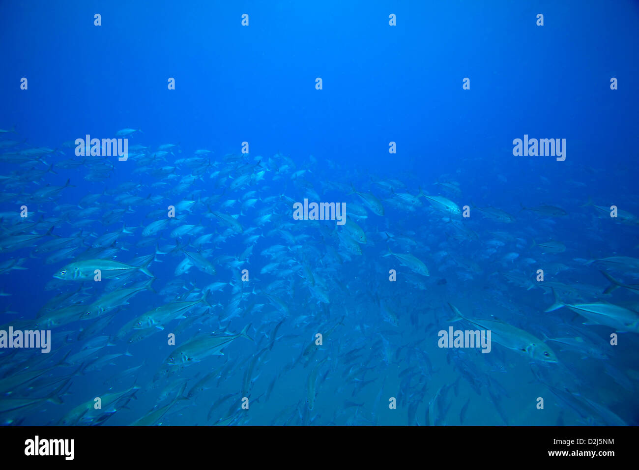 Eine große Schule Buben im klaren blauen Wasser am Cabo Pulmo National Marine Park, Mexiko. Stockfoto