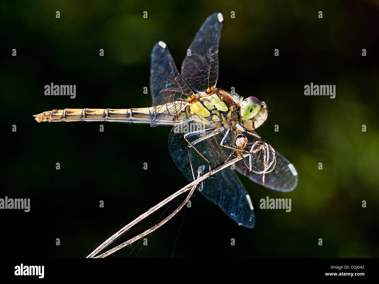 Eine männliche gemeinsame Darter Libelle (Sympetrum Striolatum) hockt auf Vegetation im Naturschutzgebiet Conigre Mead. Stockfoto