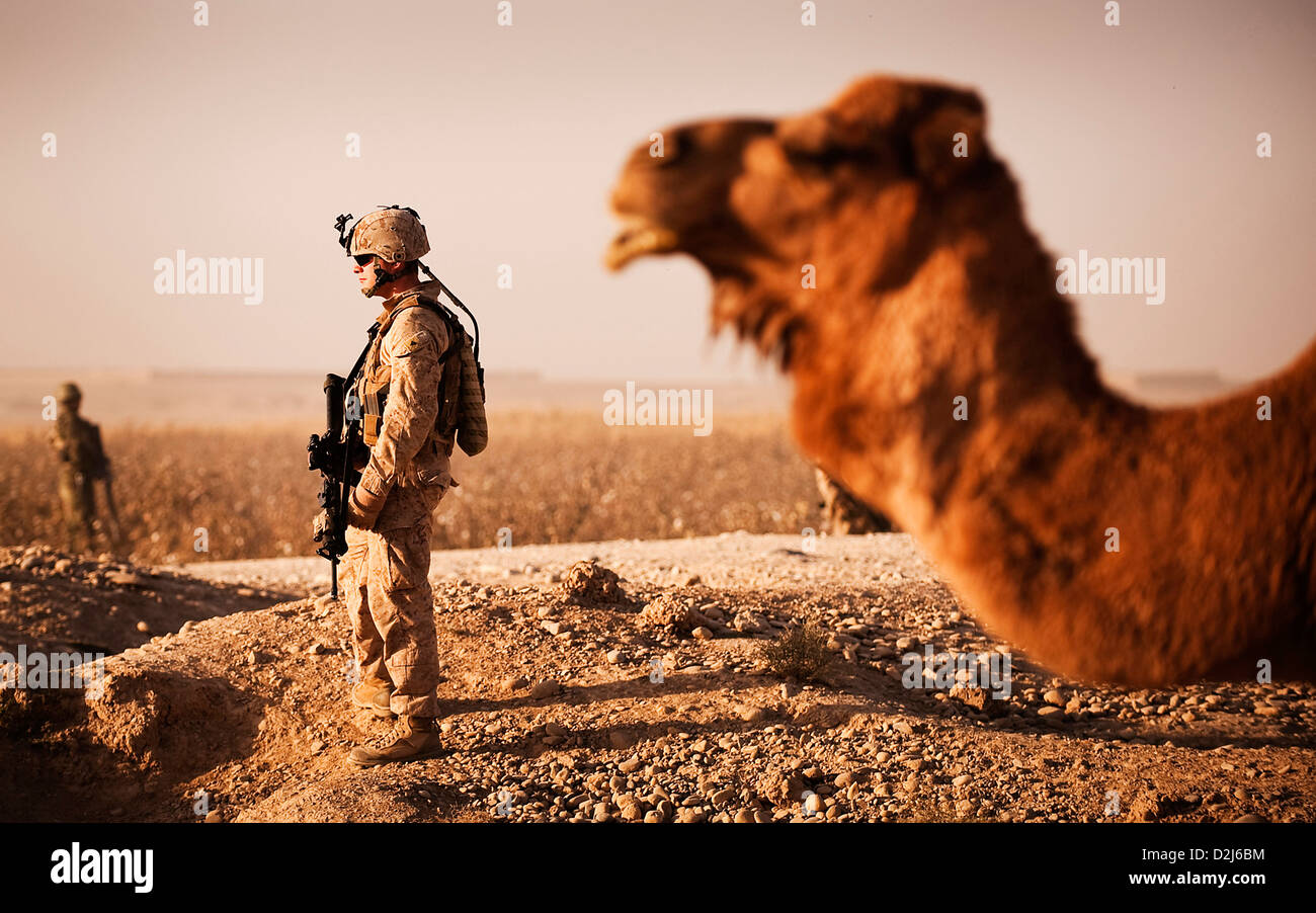 Ein US-Marine steht in der Nähe von einem Kamel vor Rückkehr in die Forward Operating Base Geronimo nach Gewährleistung der Sicherheit in Nawa, Afghanistan 17. November 2010. Stockfoto