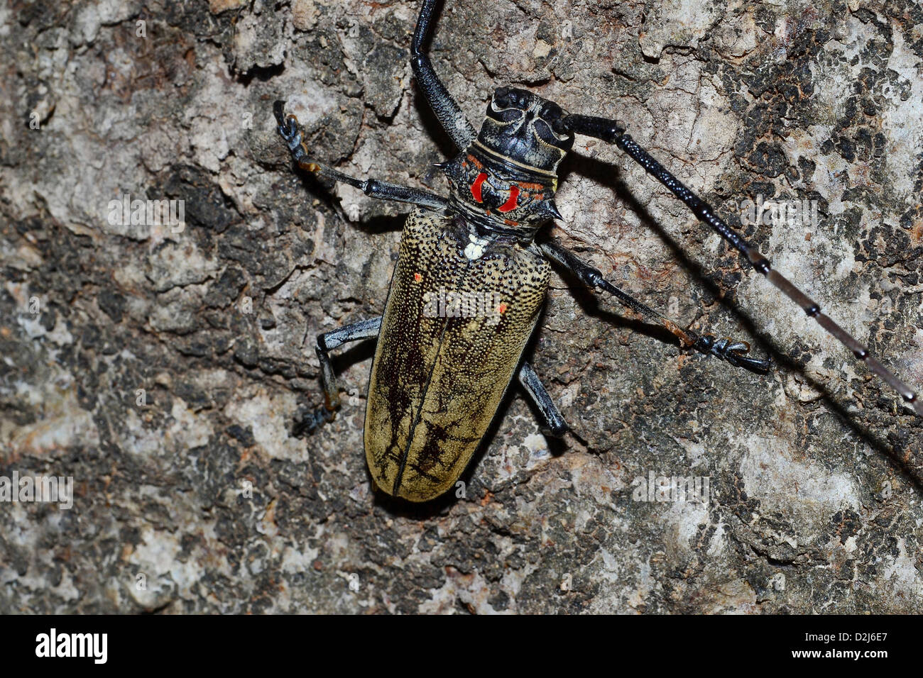 Red-Spotted Longhorn Beetle: Cerambycidae Stockfoto