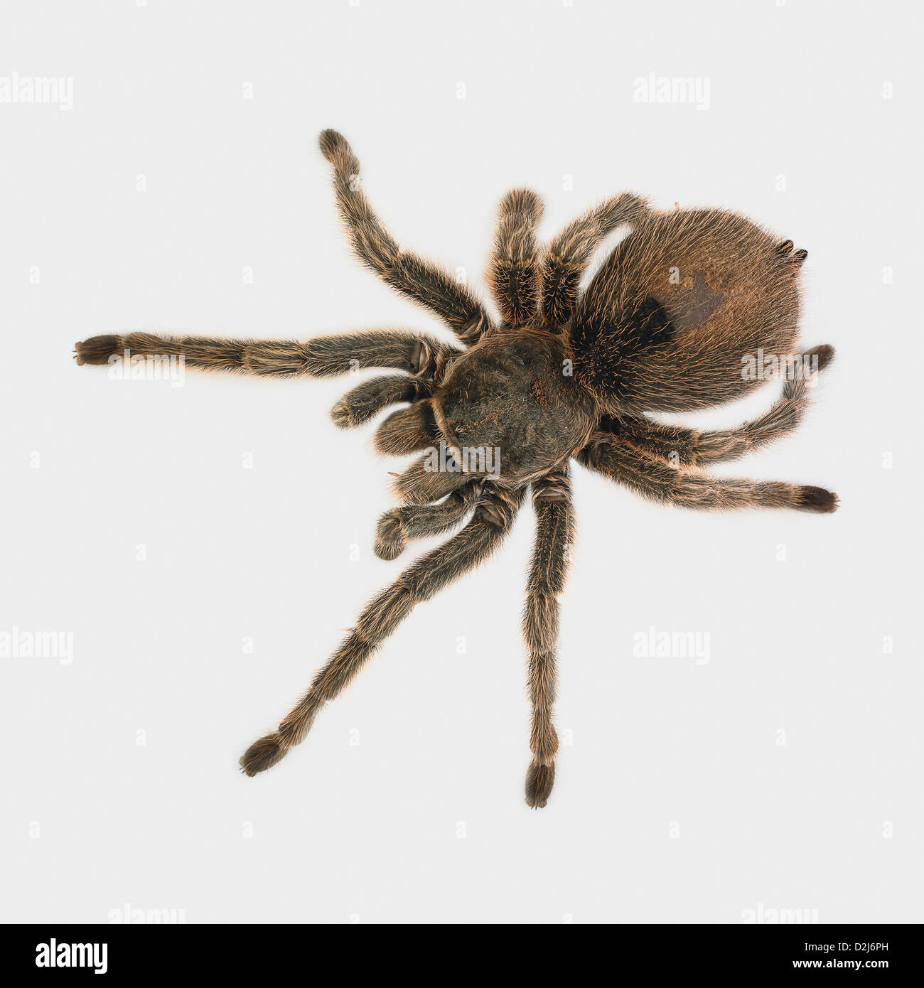 Spinne auf weißem Hintergrund Stockfoto