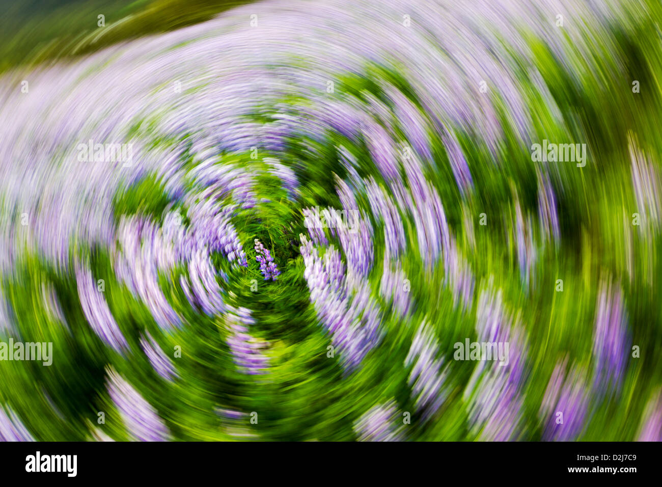 Bewegungsunschärfe der Arktis Lupine, Lupinus Arcticus, lila Blüten in der Nähe von Divide, Halbinsel Kenai, Chugach Nt'l Wald Alaska Stockfoto