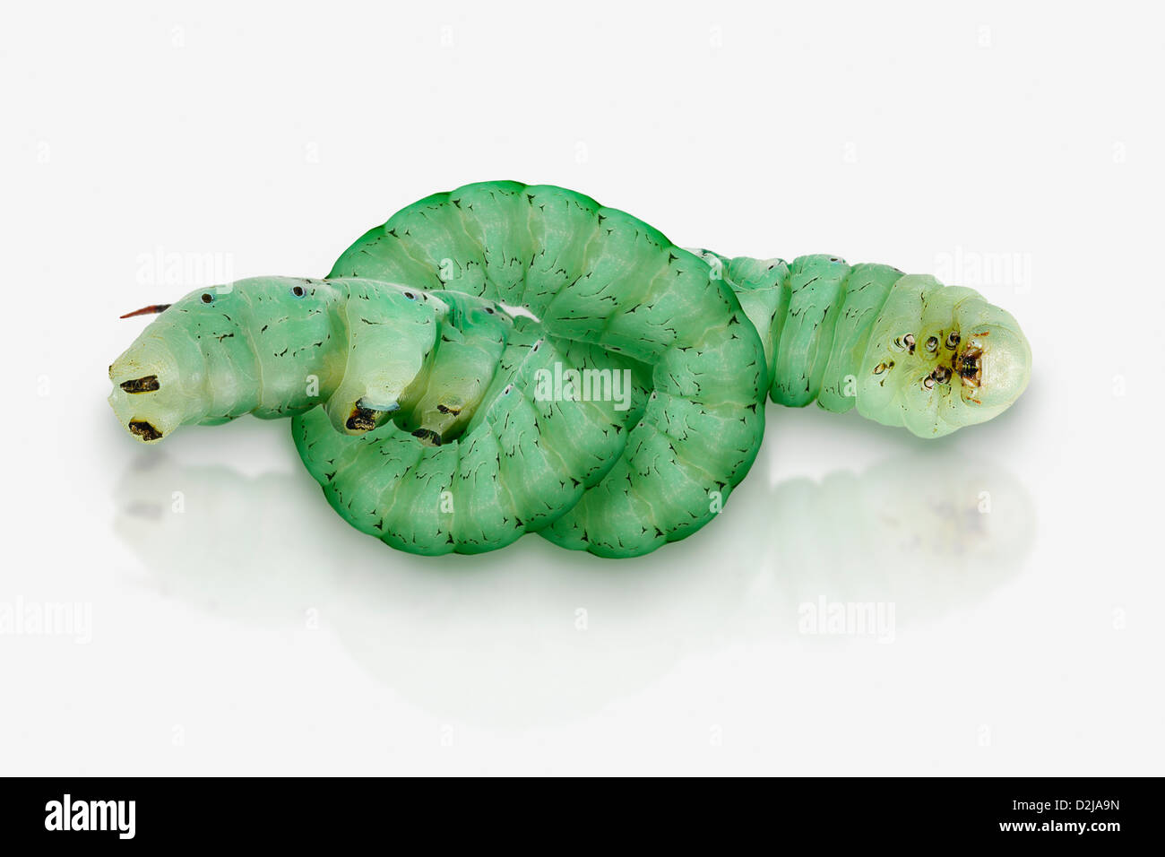 Hornworm mit Bauch-Knoten auf weißem Hintergrund; St. Albert Alberta Kanada Stockfoto