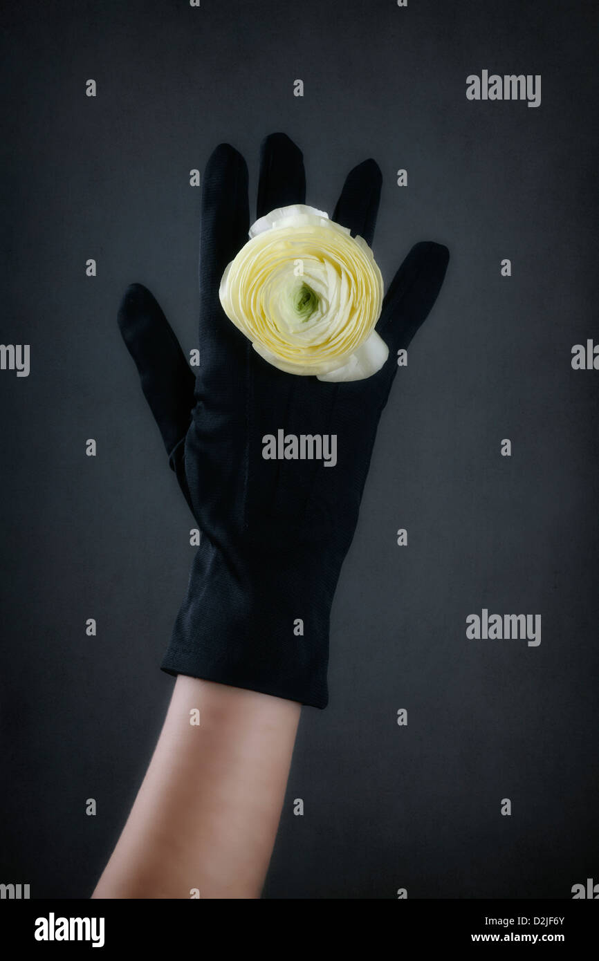 eine Hand in einem schwarzen Handschuh mit einem Ring aus aus einer gelben Butterblume Blume Stockfoto