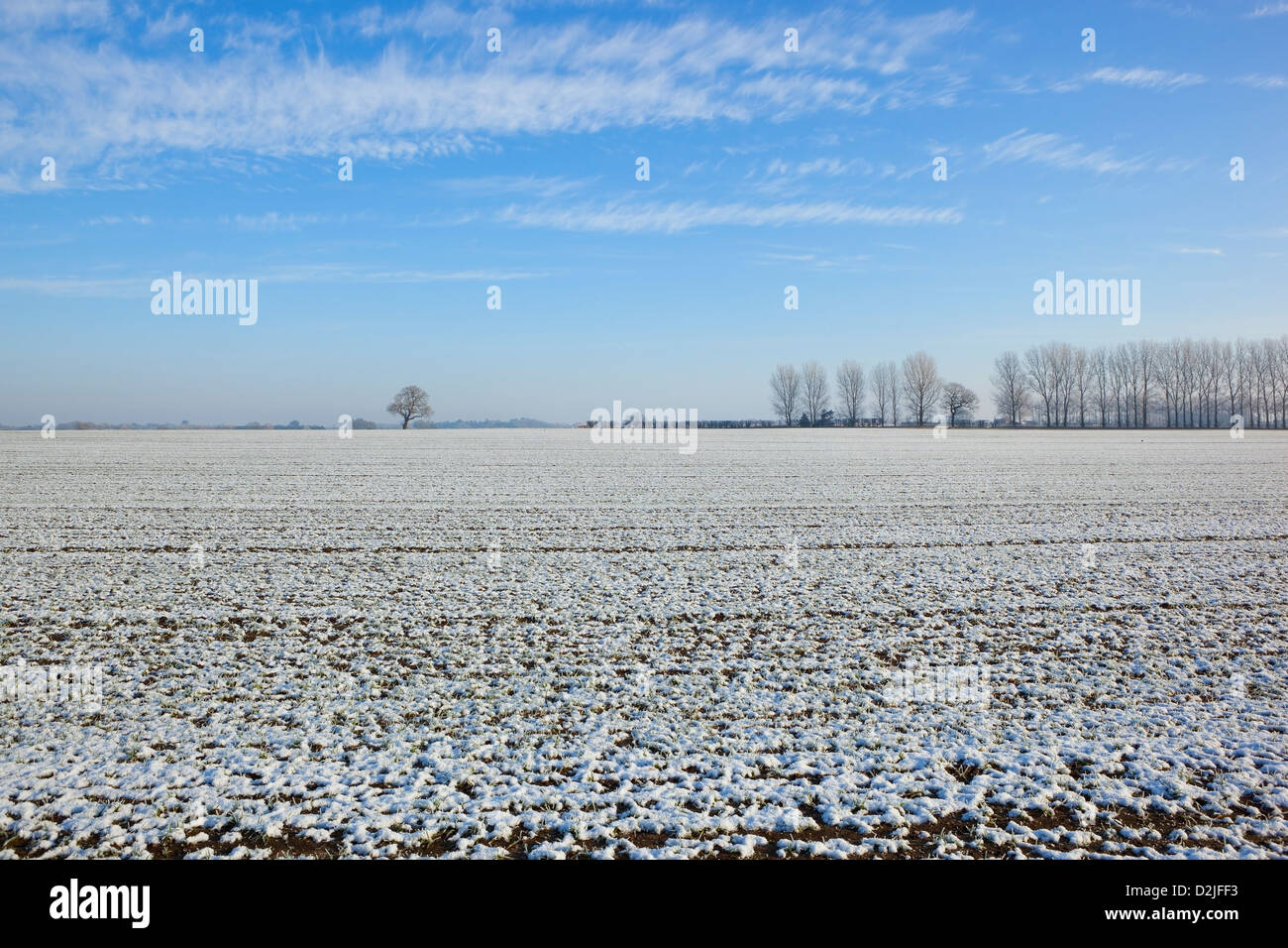 Gefrostet landwirtschaftliche Landschaft mit Bäumen und Hecken im Winter unter einem kalten, blauen Himmel Stockfoto