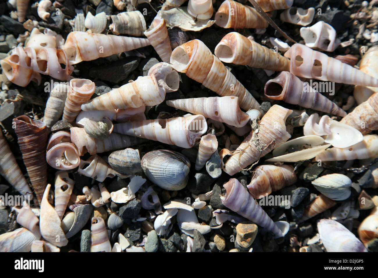 Ein Haufen gebrochenen Muscheln am Strand Neuseeland Stockfoto