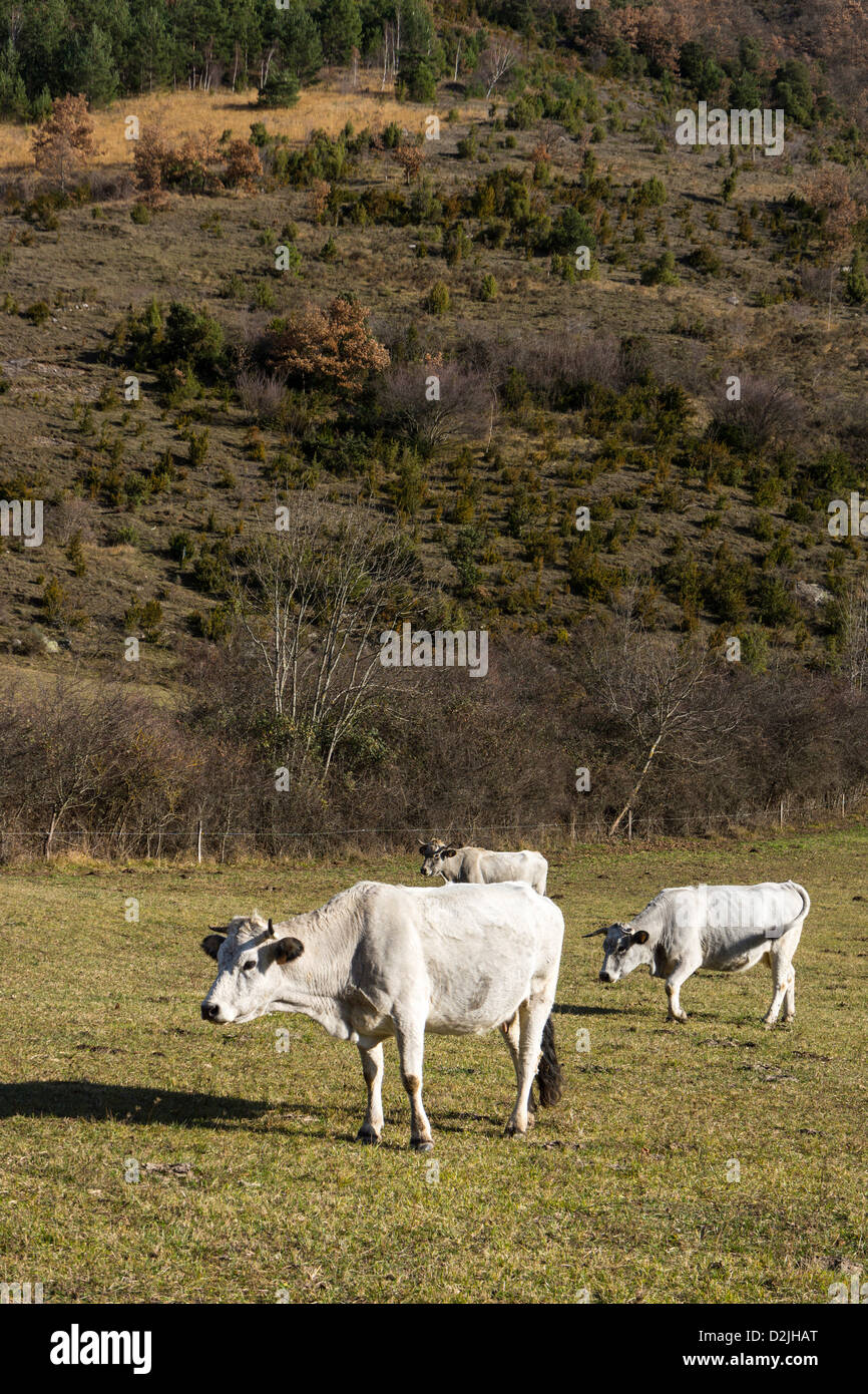 Drei Gascon Vieh im Winterweiden, französischen Pyrenäen Stockfoto
