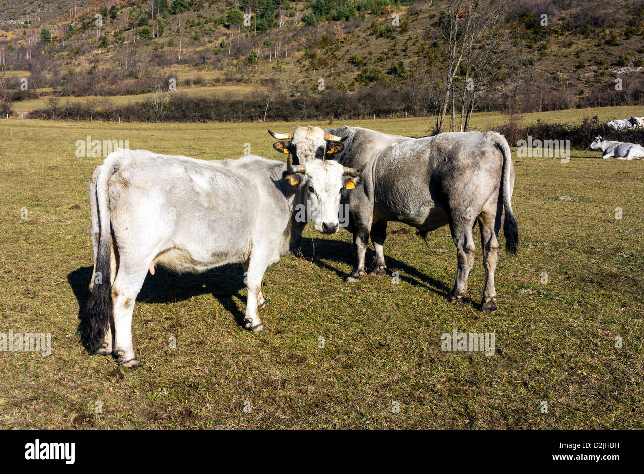 Gascon Vieh im Winterweiden, französischen Pyrenäen Stockfoto